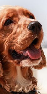 Dog,Muzzle,Tongue Stuck Out,Protruding Tongue,English Cocker Spaniel,Animals