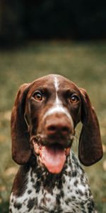 Dog,Muzzle,Tongue Stuck Out,Protruding Tongue,French Marriage,Animals