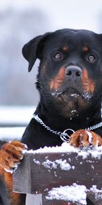 Opinion,Col,Collier,Rottweiler,Neige,Vue,Animaux,Chien