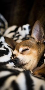 Dog,Pet,Blanket,Chihuahua,Animals,Sleep,Dream