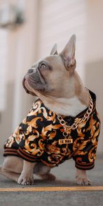 Dog,Pet,Collar,Chain,French Bulldog,Animals