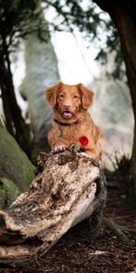 Animales,Flor,Perro,Marrón,Mascota,Perro Perdiguero De Oro,Golden Retriever