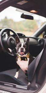 Animales,Perro,Mascota,Un Coche,Lengua Saliente,Lengua Pegada Hacia Fuera,Salón,Buldog,Máquina