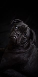 Animales,Perro,Mascota,Lindo,Querido,Doguillo,El Negro,Pug