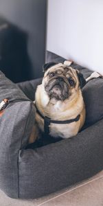 Dog,Pet,Opinion,Sight,Pug,Animals