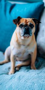 Dog,Pet,Sight,Opinion,Sofa,Animals,Bulldog