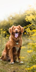 Dog,Pet,Tongue Stuck Out,Protruding Tongue,Golden Retriever,Animals,Retriever