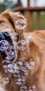 Dog,Playful,Bubble,Animals,Bubbles