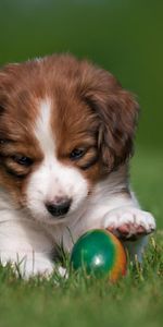 Dog,Playful,Puppy,Koikerhondje,Coykerhondie,Animals,Ball