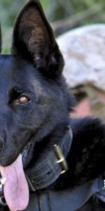 Animales,Perro,Lengua Pegada Hacia Fuera,Pastor Alemán,Lengua Saliente,Militar