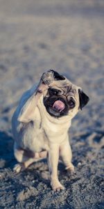 Perro,Lengua Saliente,Lengua Pegada Hacia Fuera,Gracioso,Doguillo,Animales,Pug