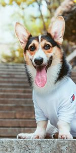 Dog,Protruding Tongue,Tongue Stuck Out,Stylish,Animals,Welsh Corgi