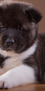 Animaux,Akita,Chiot,Chien