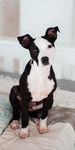 Dog,Puppy,American Terrier,Animals,Terrier