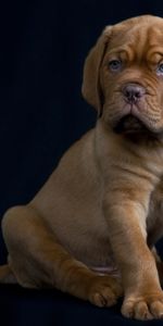 Dog,Puppy,Animals,Black Background