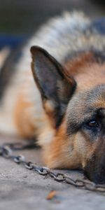 Dog,Rest,Chain,German Shepherd,Animals,Relaxation