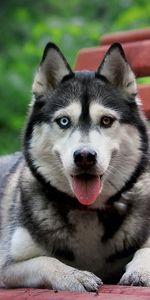 Dog,Rest,Husky,Waiting,Expectation,Animals,Relaxation,Bench