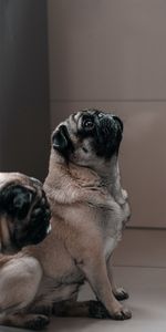 Dog,Sight,Opinion,Animal,Pug,Animals,Funny