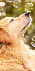 Vue,Opinion,Bulle,Bulles,Animaux,Chien