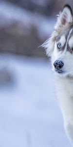 Rauque,Vue,Opinion,Neige,Hiver,Chien,Animaux