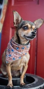 Petit,Foulard,Mouchoir,Menue,Animaux,Chihuahua,Chien