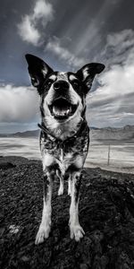 Dog,Spotted,Spotty,Animals,Mountains