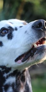 À Pois,Dalmatien,Dalmatiens,Muselière,Boutonneux,Museau,Animaux,Chien