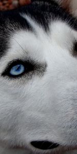 Dog,Spotted,Spotty,Husky,Haska,Blue Eyed,Animals