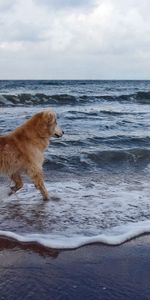 Animales,Perro,Paseo,Mar,Juguetón,Fondo