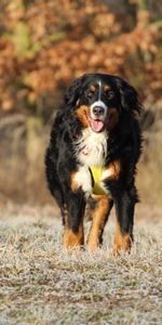 Flâner,Berne Zennenhund,Animaux,Promenade,Chien De Montagne Bernois,Berger Bernois,Chien