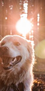 Dog,Sunlight,Animals,Forest,Happy