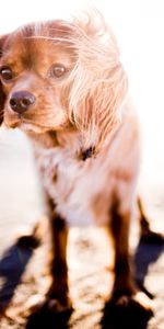 Animales,Perro,Luz De Sol,Viento,Luz Del Sol