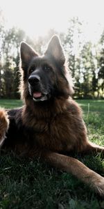 Dog,Tongue Stuck Out,Protruding Tongue,German Shepherd,Animals,Pet