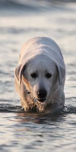 Animaux,Eau,Mouiller,Mouillé,Labrador,Chien