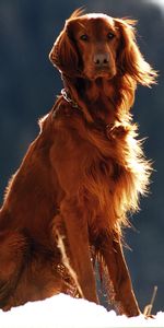 Dog,Wind,Setter,Animals,Snow