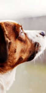 Dog,Window,Looks,Animals,Drops,Glass,Rain