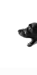 Chiens,Animaux,Photo Artistique