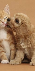 Chiens,Chats,Animaux