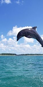 Animales,Delfines,Agua,Cielo,Peces