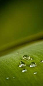 Drops,Background