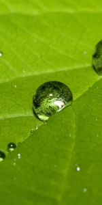 Drops,Background,Leaves