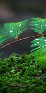 Drops,Branch,Moss,Macro