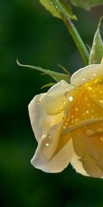 Drops,Bud,Yellow Rose,Macro