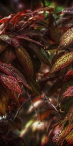 Drops,Bush,Macro,Leaves