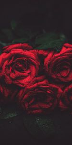 Drops,Dark Background,Buds,Roses,Dark