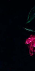 Drops,Dark,Dew,Peony,Pink,Pion,Wet,Flowers,Flower