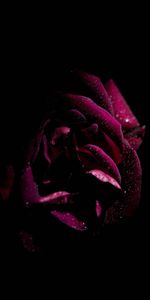 Drops,Dark,Moisture,Rose Flower,Rose,Petals