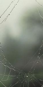 Drops,Dew,Holes,Cobweb,Gossamer,Web,Macro