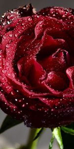 Drops,Dew,Macro,Rose,Rose Flower