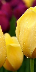 Drops,Different,Tulips,Buds,Flowers,Greens